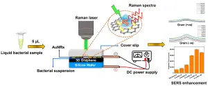 Research (Editor’s Choice): SERS-Based Biosensing Using 3D Graphene